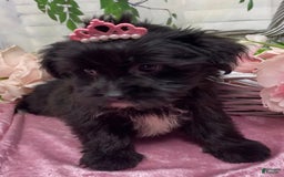 Shorkie dogs for sale: Little Mercedes - Image 7