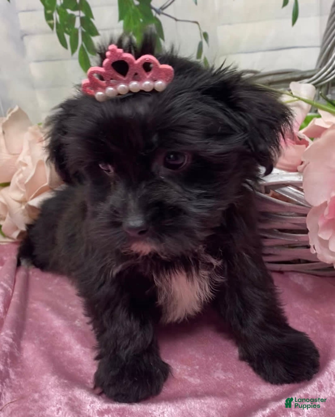 Shorkie dogs for sale: Little Mercedes - Image 7