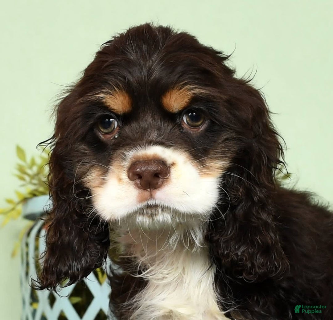 Cocker Spaniel dogs for sale: Gumbo - Image 2