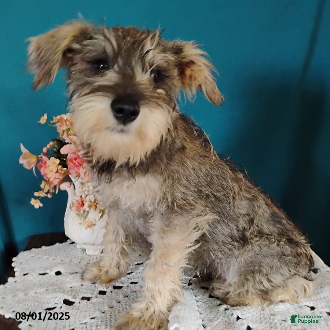 Miniature Schnauzer dogs for sale: Charlie - Image 12