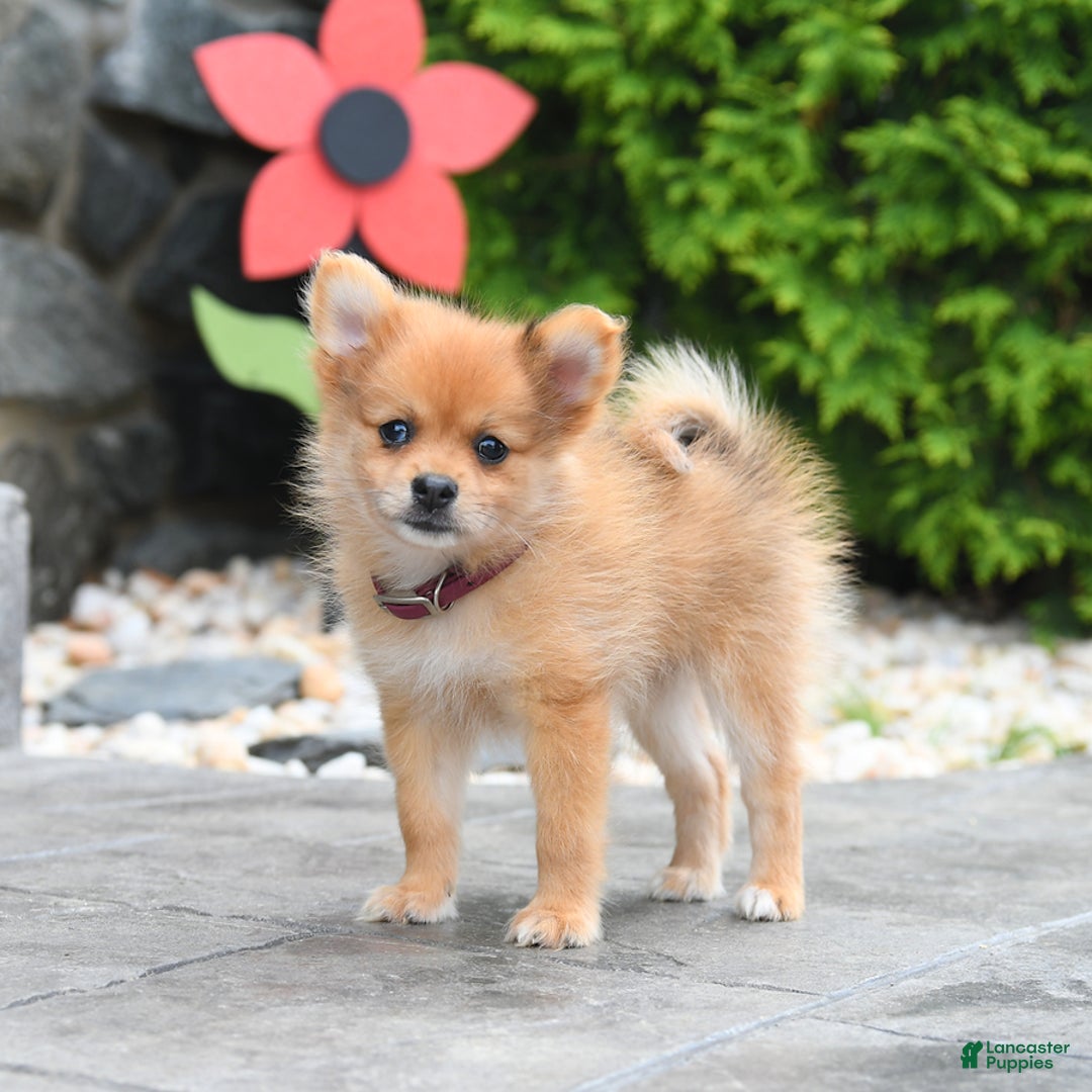 Pomeranian dogs for sale: Aspen - Image 3