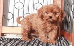 Cavapoo dogs for sale: Maggie - Image 3