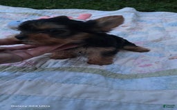 Yorkshire Terrier dogs for sale: Tt - Image 3