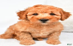 Mini Goldendoodle dogs for sale: Bo - Image 8