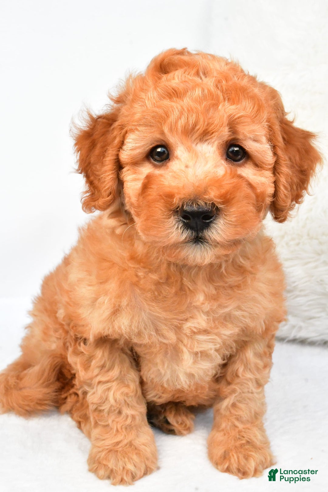 Mini Goldendoodle dogs for sale: Bo - Image 8