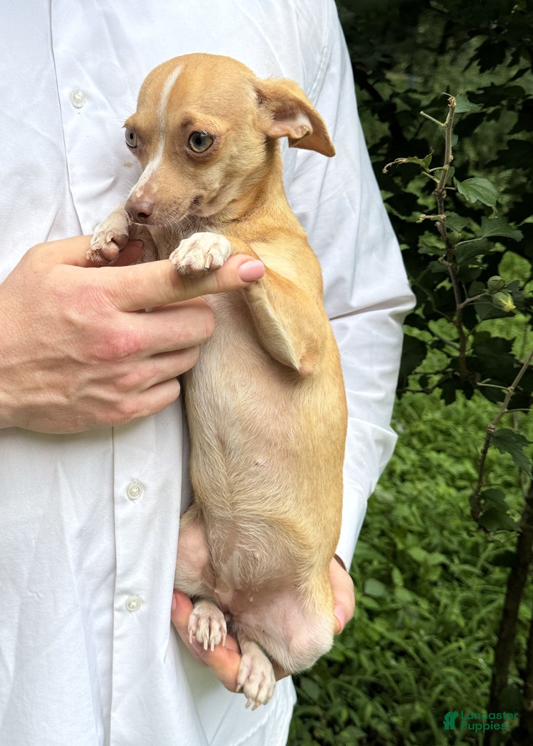 Chihuahua dogs for sale: Olive - Image 14