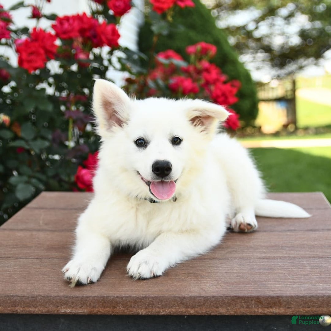 American Eskimo dogs for sale: Mars - Image 8