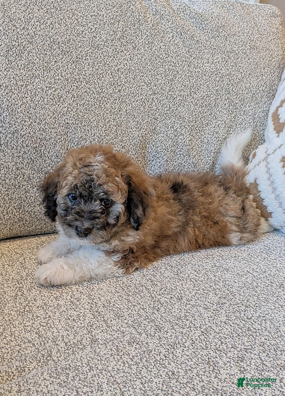 Saint Berdoodles dogs for sale: Frankie Mini Saint Berdoodle - Image 5