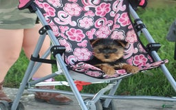Yorkshire Terrier dogs for sale: Sweetie - Image 4
