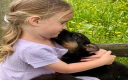 German Shepherd dogs for sale: Drama Girl - Image 10