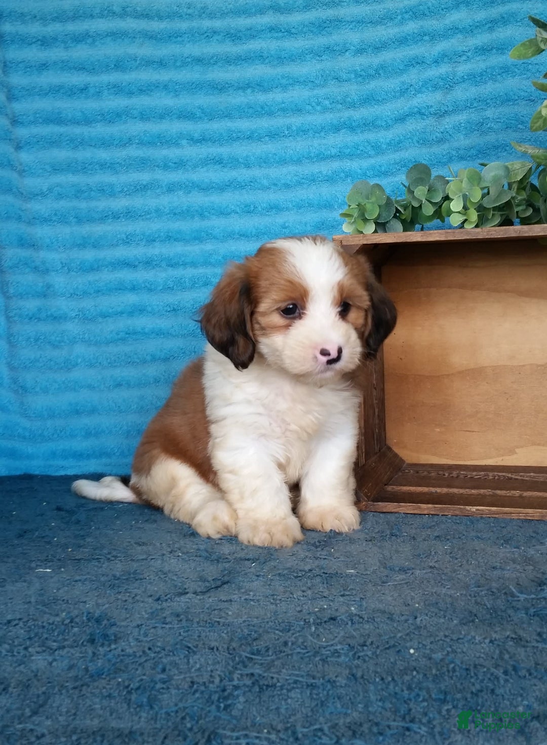 Havanese dogs for sale: Daisy - Image 5
