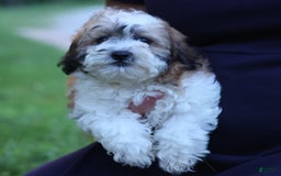Shihpoo dogs for sale: Hunter - Image 12