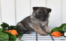 German Shepherd dogs for sale: Dallas - Image 3