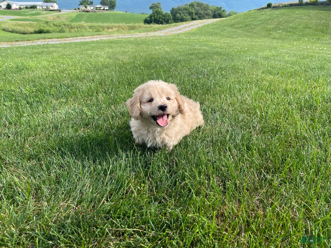 Doxiepoo dogs for sale: Darrin - Image 12