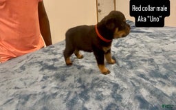Rottweiler dogs for sale: Red Collar - Image 2