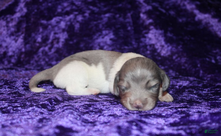 Miniature Dachshund dogs for sale - Ad 2