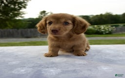 Miniature Dachshund dogs for sale: Sunny - Image 6