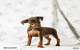 Miniature Pinscher dogs for sale: Chief - Image 2