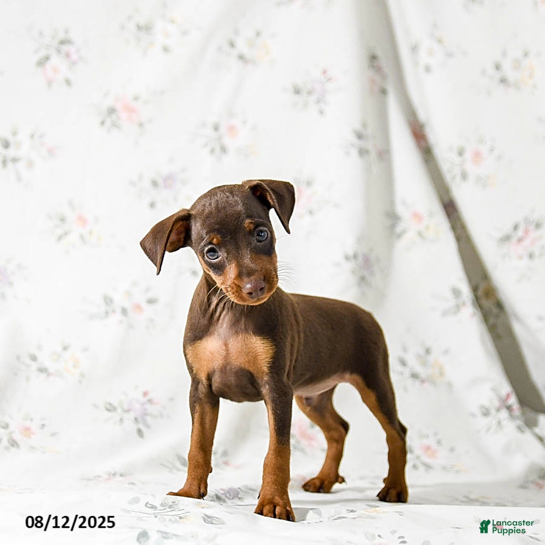 Miniature Pinscher dogs for sale: Chief - Image 2