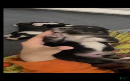 Australian Shepherd dogs for sale: Nubby Fully Vaccinated - Image 3
