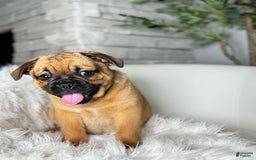 Beabull dogs for sale: Beabull 5 puppies - Image 1