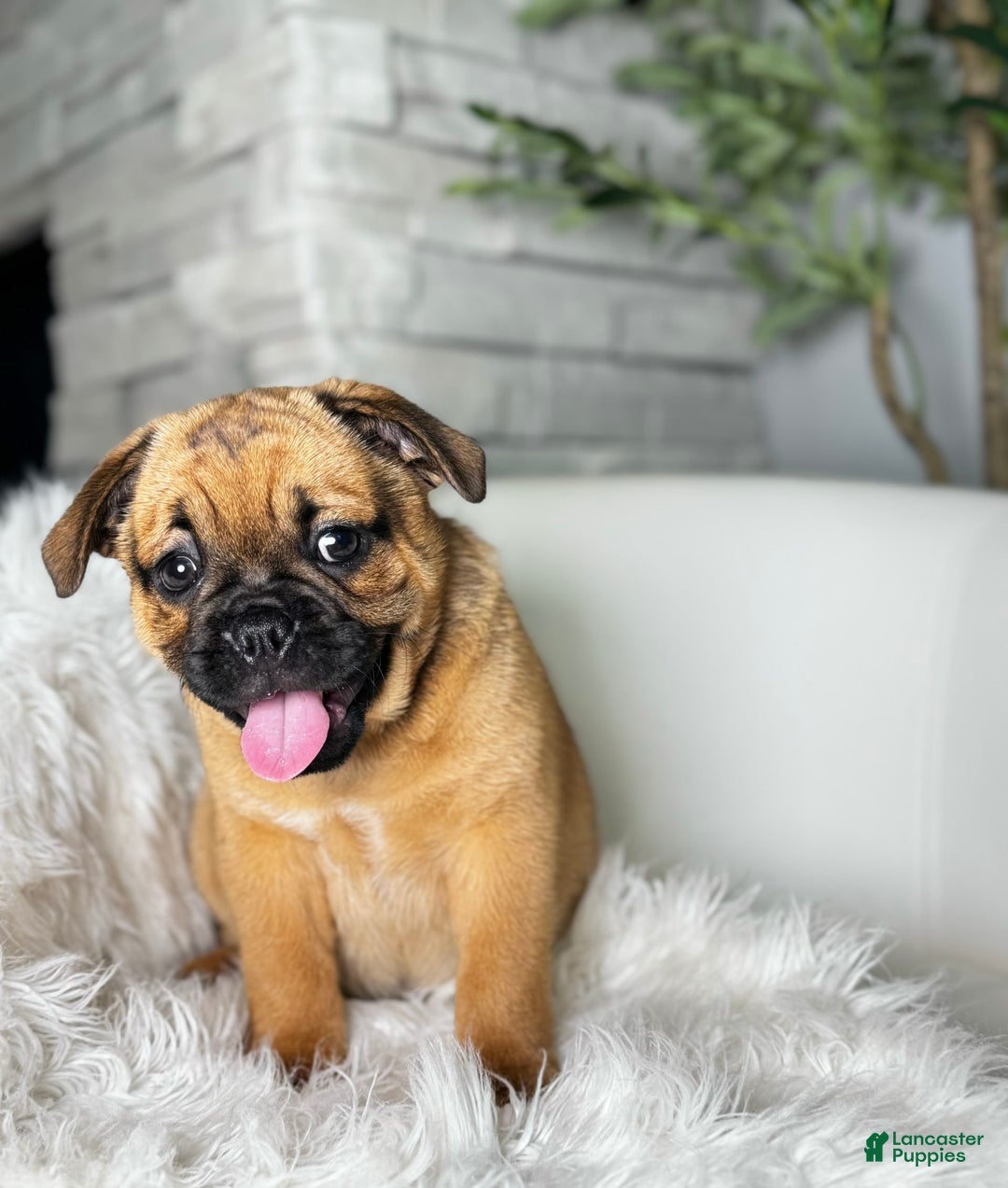 Beabull dogs for sale: Beabull 5 puppies - Image 1