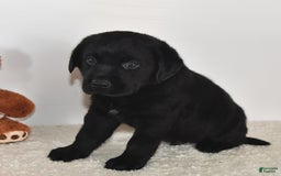 Labrador Retriever dogs for sale: Jesse - Image 14