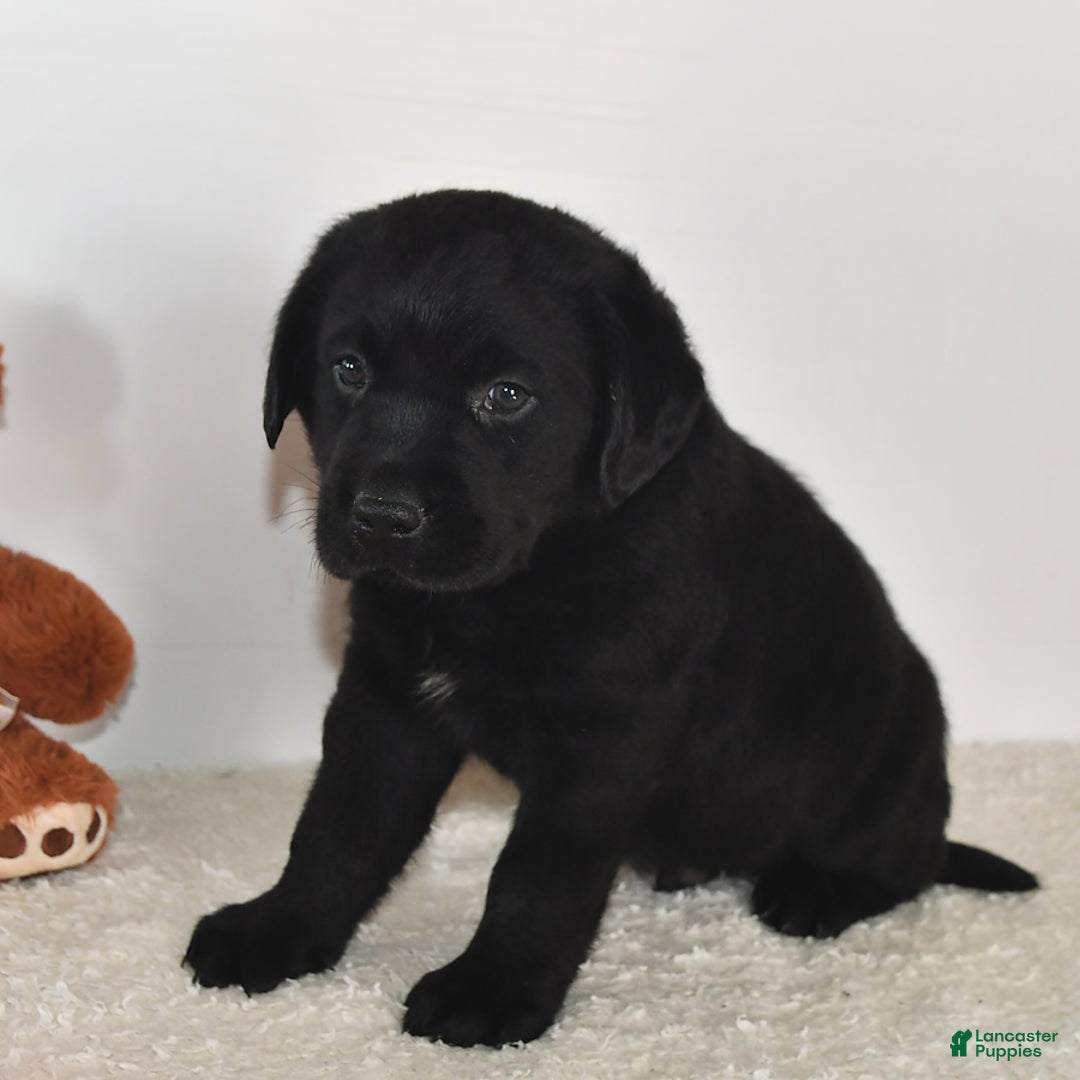Labrador Retriever dogs for sale: Jesse - Image 14