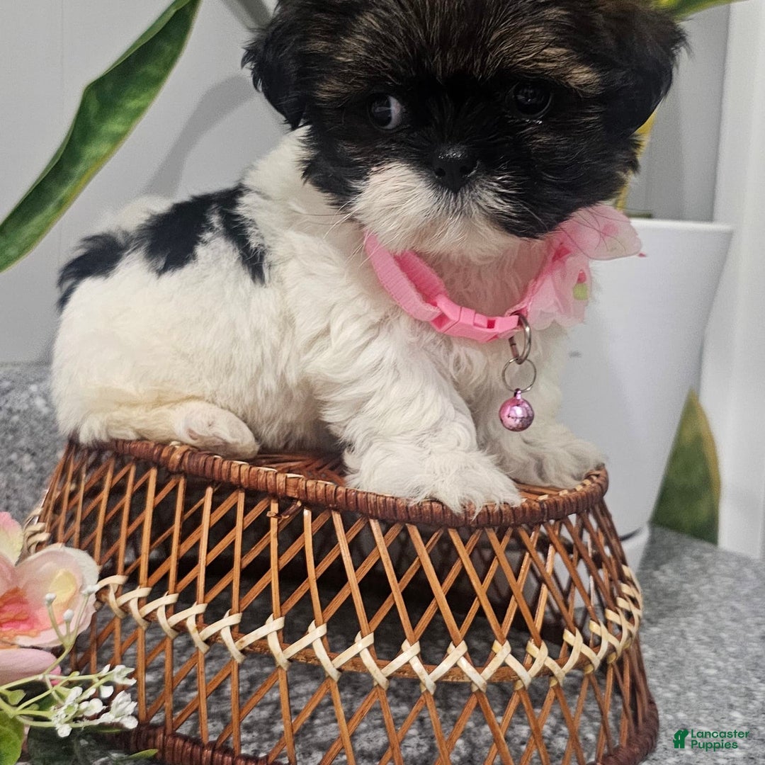 Shih Tzu dogs for sale: Tiny Tiff ❤️ - Image 16