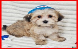 Morkie dogs for sale: Conner - Image 4