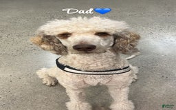 Standard Poodle dogs for sale: Mia - Image 9