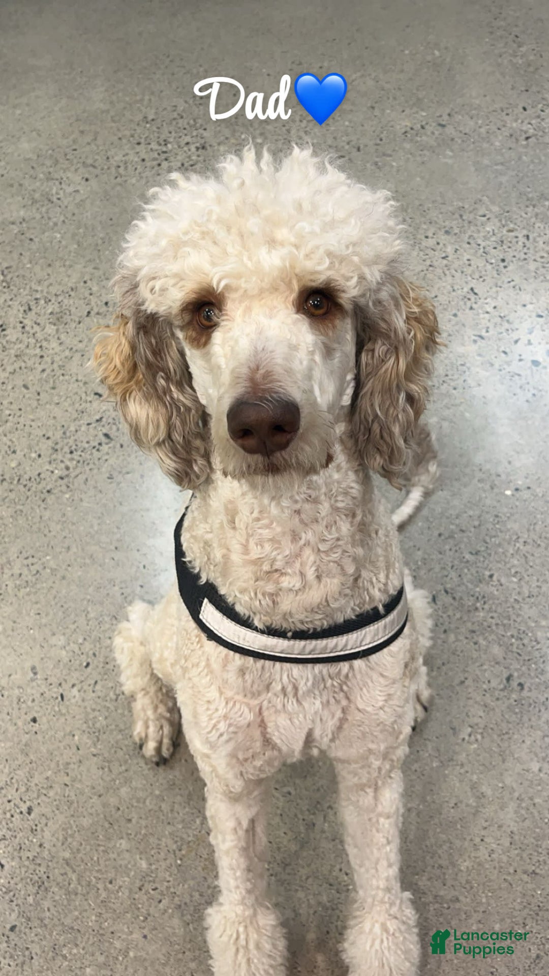 Standard Poodle dogs for sale: Mia - Image 9