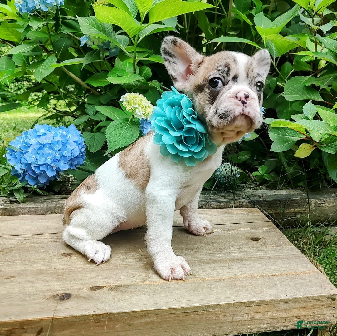French Bulldog dogs for sale: Athena Akc - Image 13