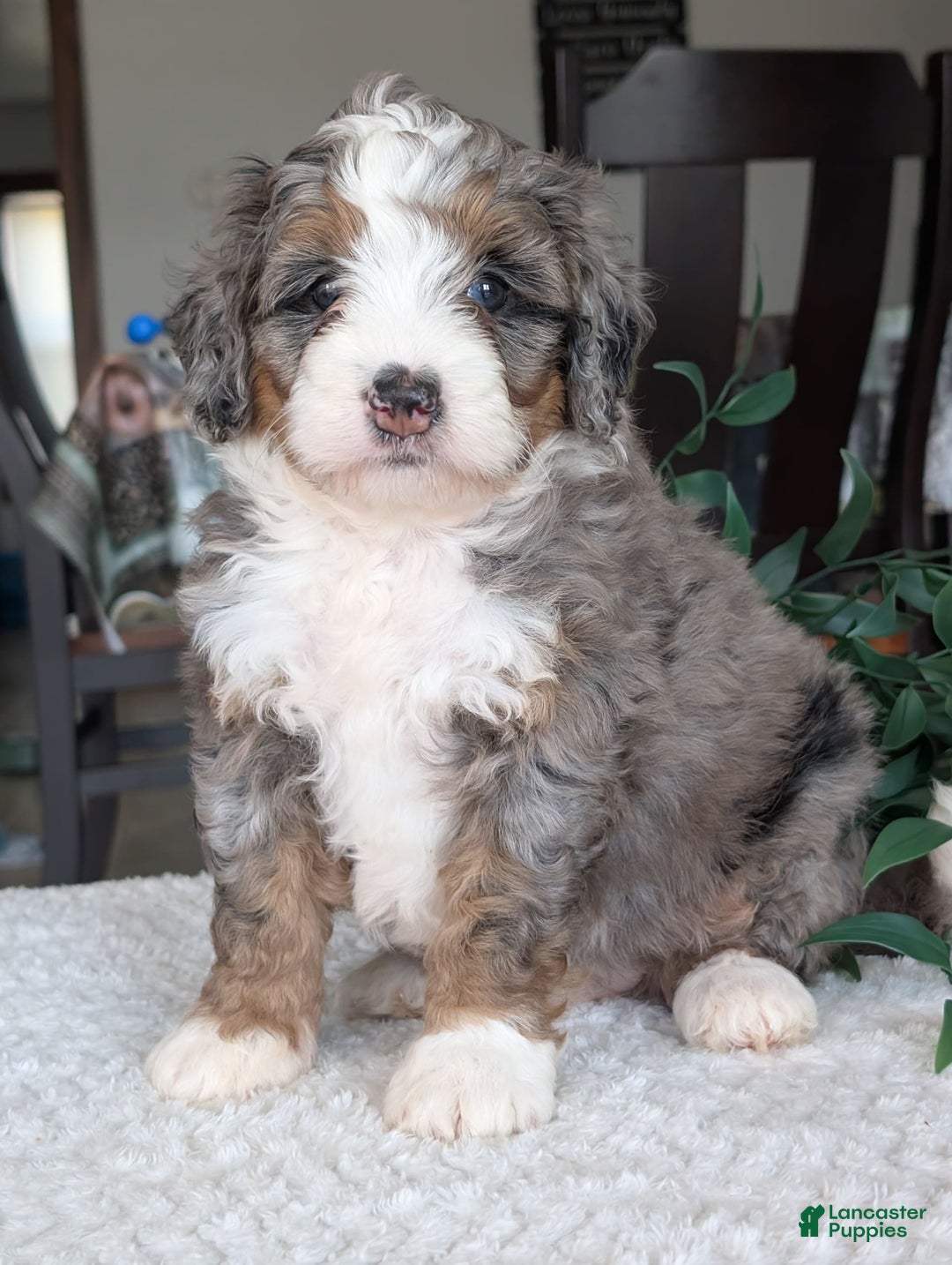 Mini Bernedoodle dogs for sale: Allie - Image 2
