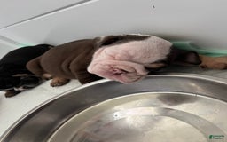 English Bulldog dogs for sale: Spot - Image 4