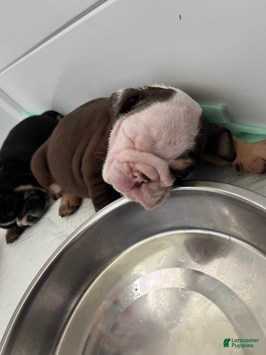 English Bulldog dogs for sale: Spot - Image 4