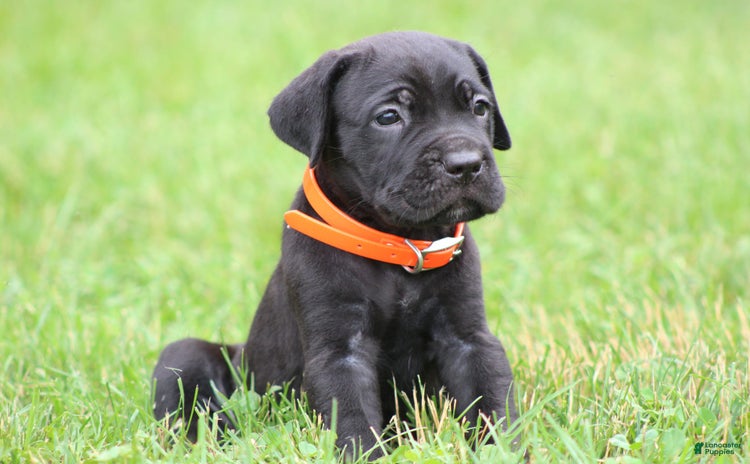 Cane Corso dogs - Advert 9