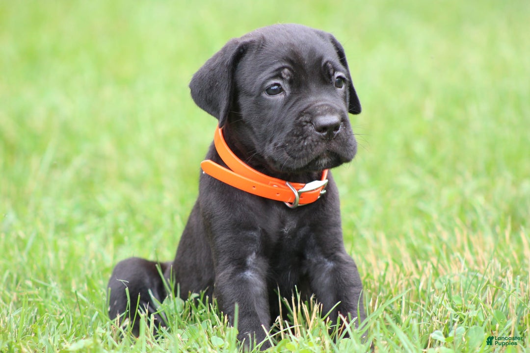 Cane Corso dogs for sale: Bane - Listing for pets: Willow, Bane - Image 1