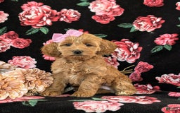 Cockapoo dogs for sale: Egypt - Image 1