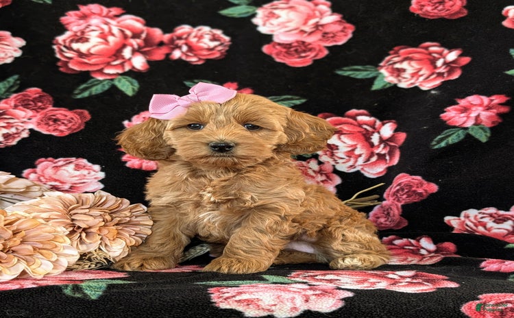 Cockapoo dogs for sale - Ad 5