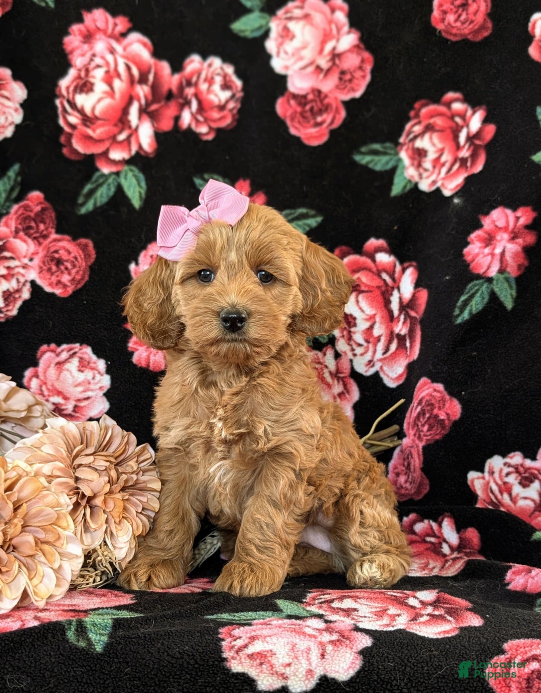 Cockapoo dogs for sale: Egypt - Image 1