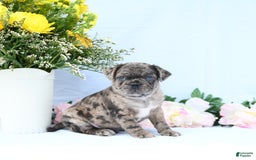 Boston Terrier dogs for sale: Comet - Image 5