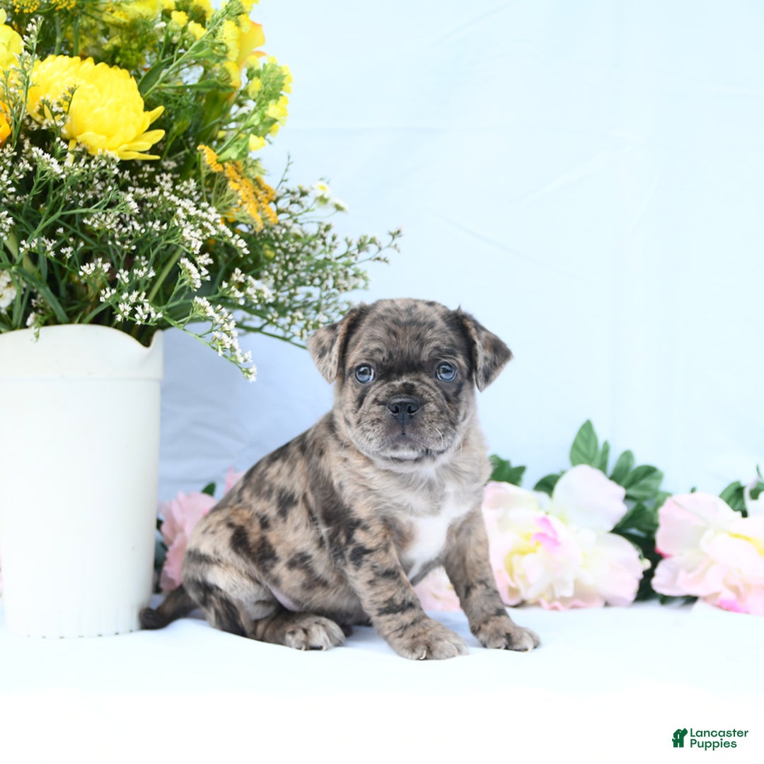 Boston Terrier dogs for sale: Comet - Image 5