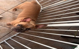 French Bulldog dogs for sale: Kobe - Image 2