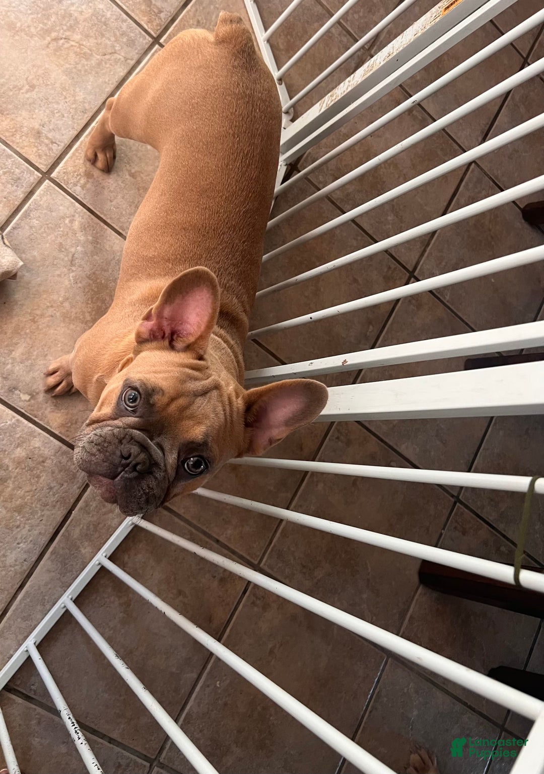 French Bulldog dogs for sale: Kobe - Image 2