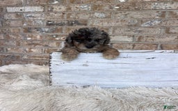 Cavapoo dogs for sale: Roxy - Image 2