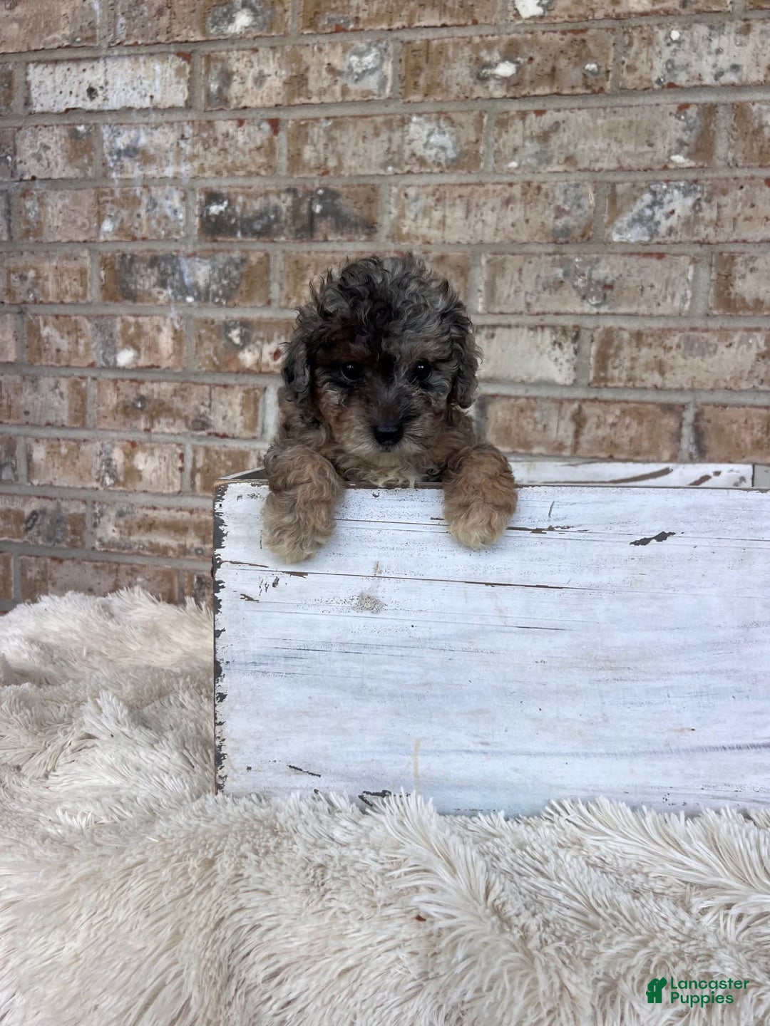 Cavapoo dogs for sale: Roxy - Image 2