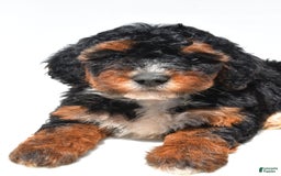 Mini Bernedoodle dogs for sale: Roxie - Image 8