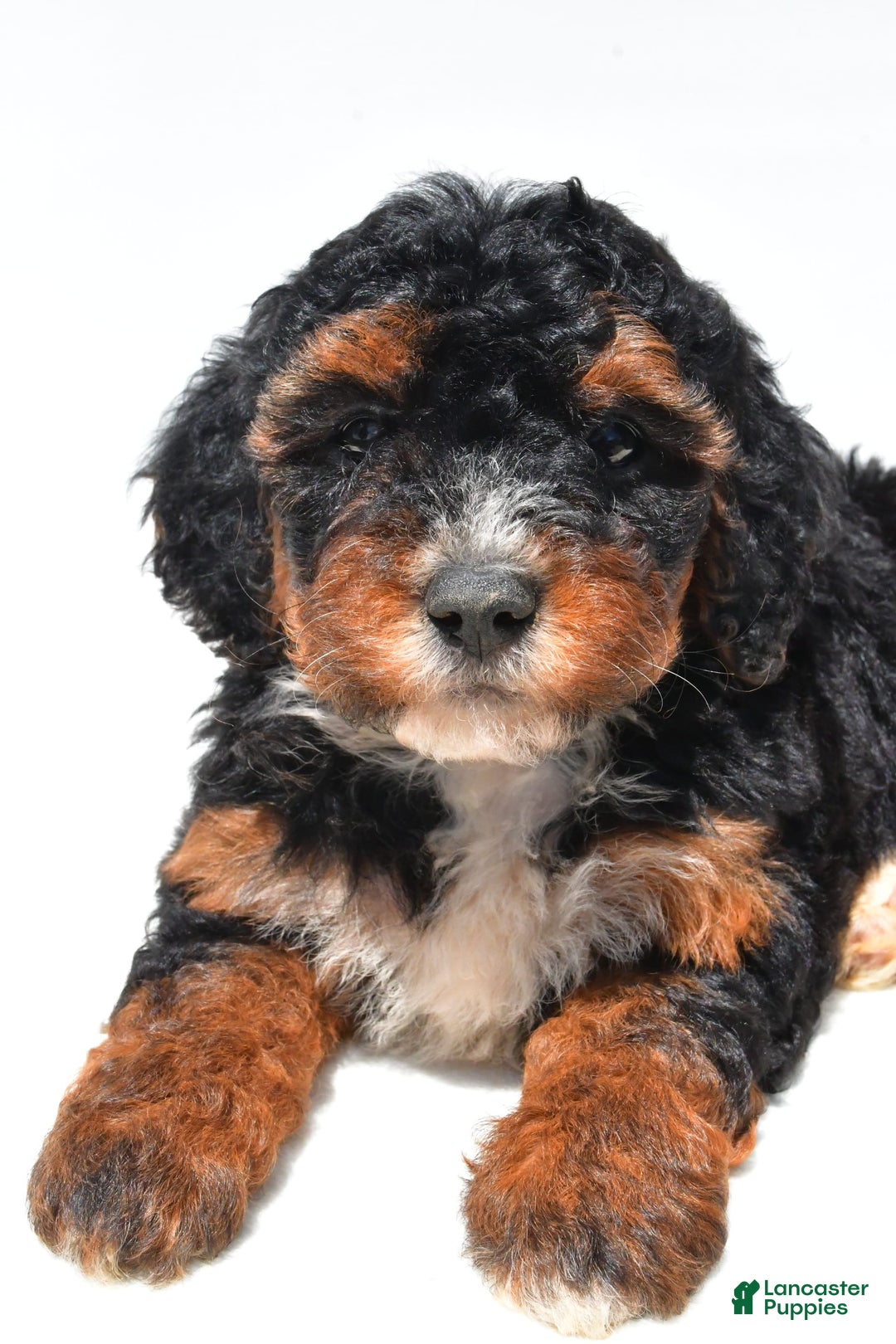 Mini Bernedoodle dogs for sale: Roxie - Image 8