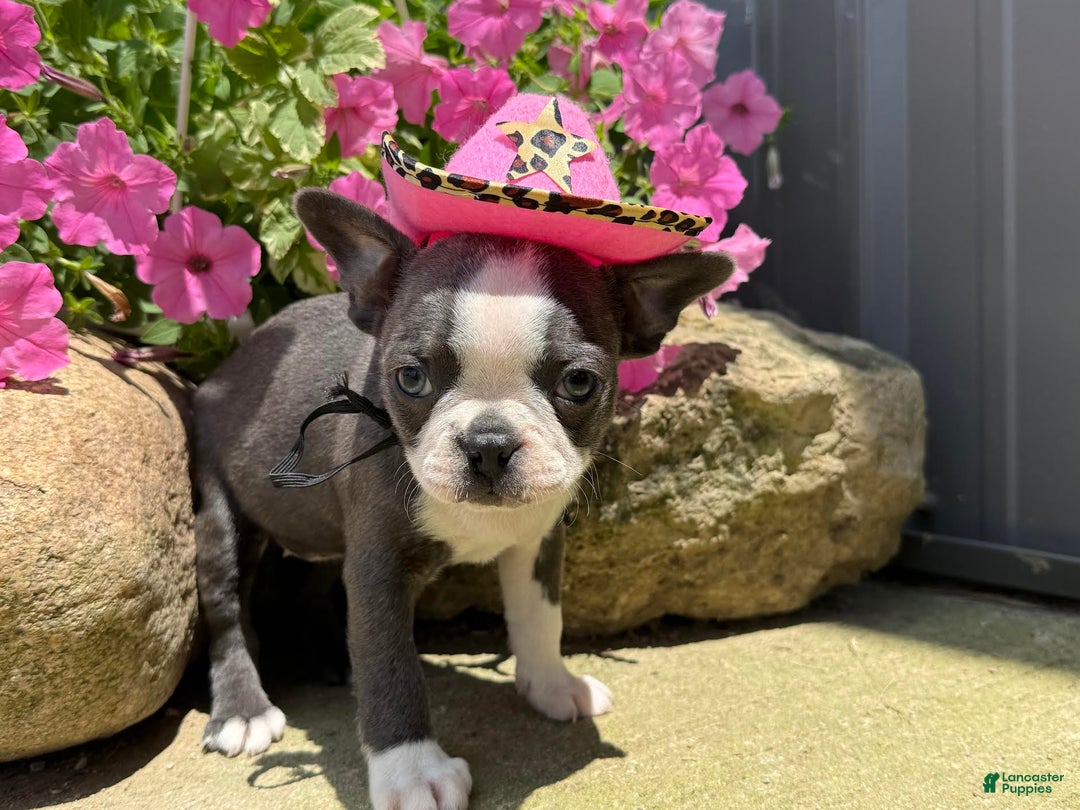 Boston Terrier dogs for sale: Tuffy - Image 8